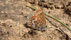 Callophrys niphon