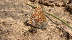 Callophrys niphon