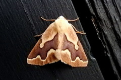 Sabulodes edwardsata