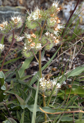 Phacelia imbricata