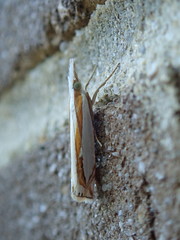 Crambus girardellus