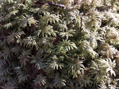 Hylocomium splendens