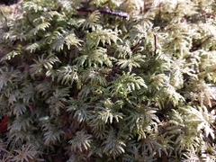 Hylocomium splendens