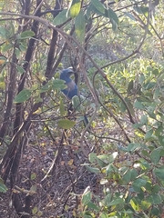 Aphelocoma coerulescens