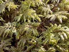 Hylocomium splendens