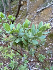 Arctostaphylos regismontana