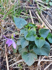 Viola riviniana