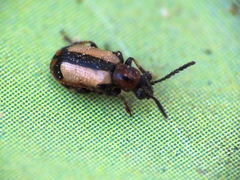 Crioceris paracenthesis