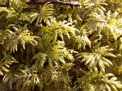 Hylocomium splendens