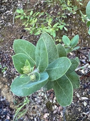 Arctostaphylos regismontana