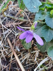 Viola riviniana