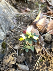 Polygaloides chamaebuxus