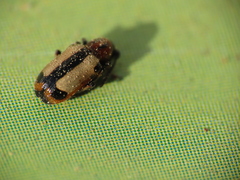 Crioceris paracenthesis