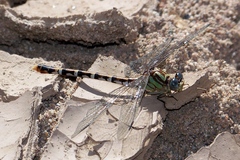 Erpetogomphus lampropeltis natrix