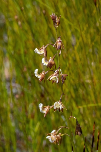 Image of Eulophia bolusii by (c) magriet b, some rights reserved (CC BY-SA)
