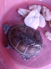 Kinosternon hirtipes