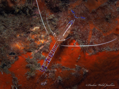 Ancylomenes pedersoni