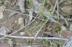 Centrolepis aristata