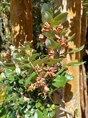 Eucryphia cordifolia