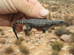 Karusasaurus polyzonus