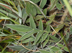 Phacelia imbricata