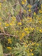 Verbesina virgata