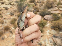 Karusasaurus polyzonus