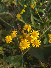 Verbesina virgata