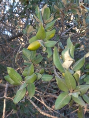 Quercus rotundifolia