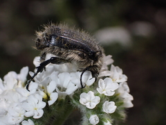 Tropinota squalida canariensis