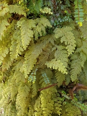 Hymenophyllum frankliniae