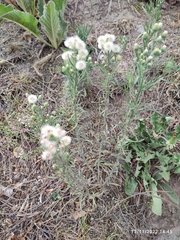 Erigeron bonariensis