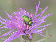 Cryptocephalus sericeus