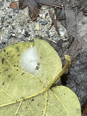 Cheiracanthium mildei