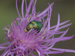 Cryptocephalus sericeus