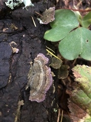 Trichaptum abietinum