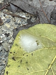 Cheiracanthium mildei