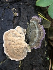 Trichaptum abietinum