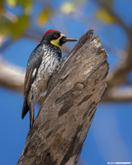 Melanerpes formicivorus angustifrons