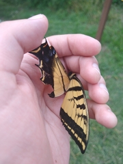 Papilio multicaudata multicaudata