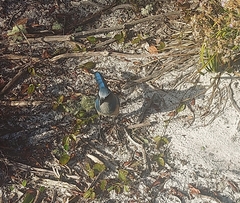 Aphelocoma coerulescens