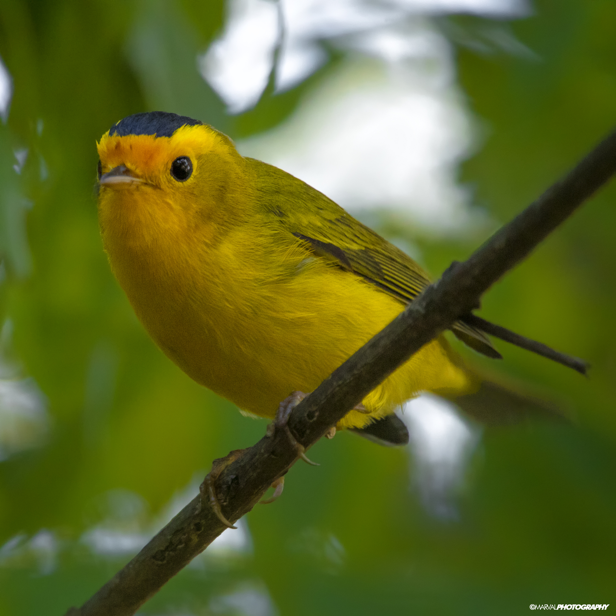 Wilson's Warbler (Cardellina pusilla)