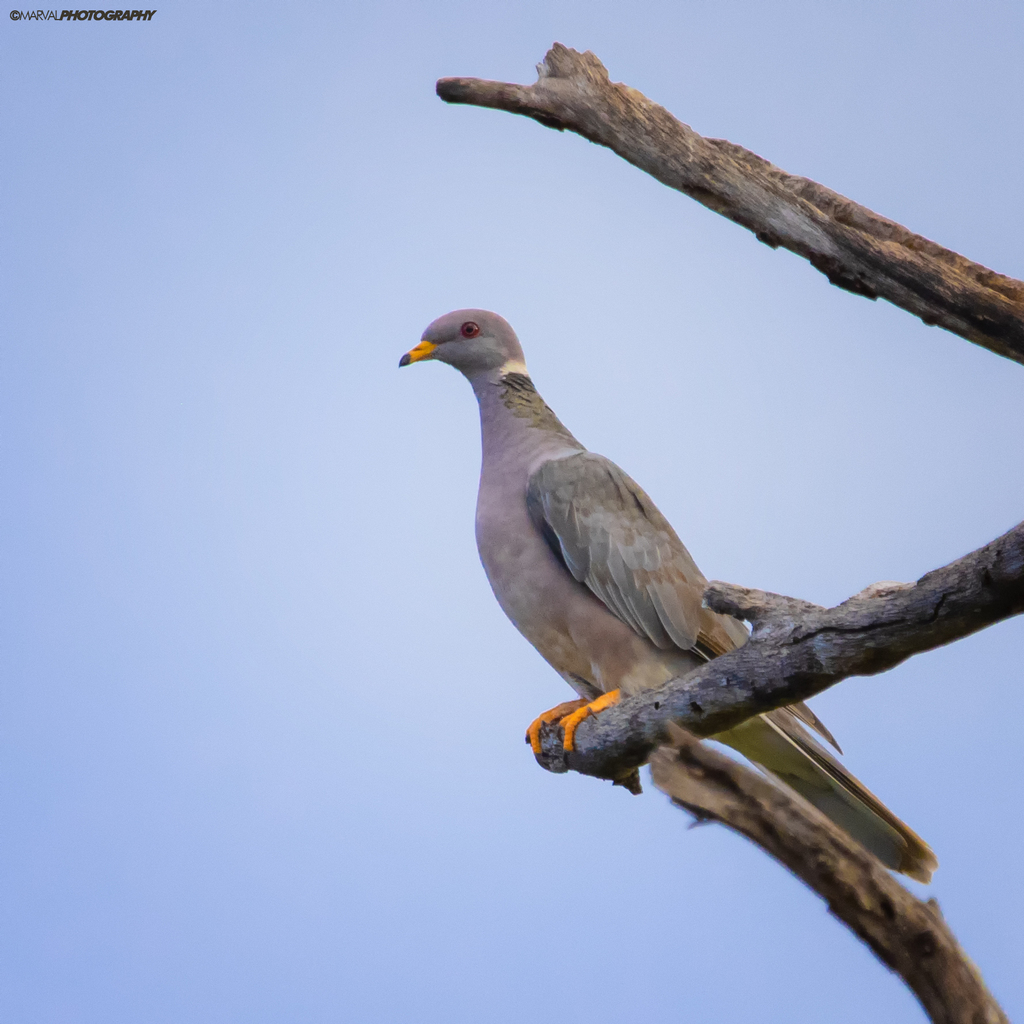 Band-tailed Pigeon (Viosca)