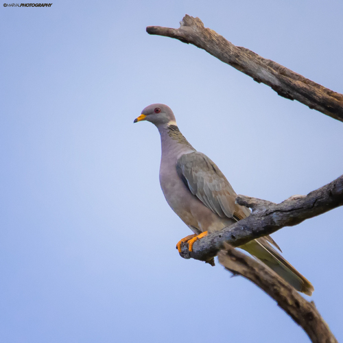 Band-tailed Pigeon (Viosca)