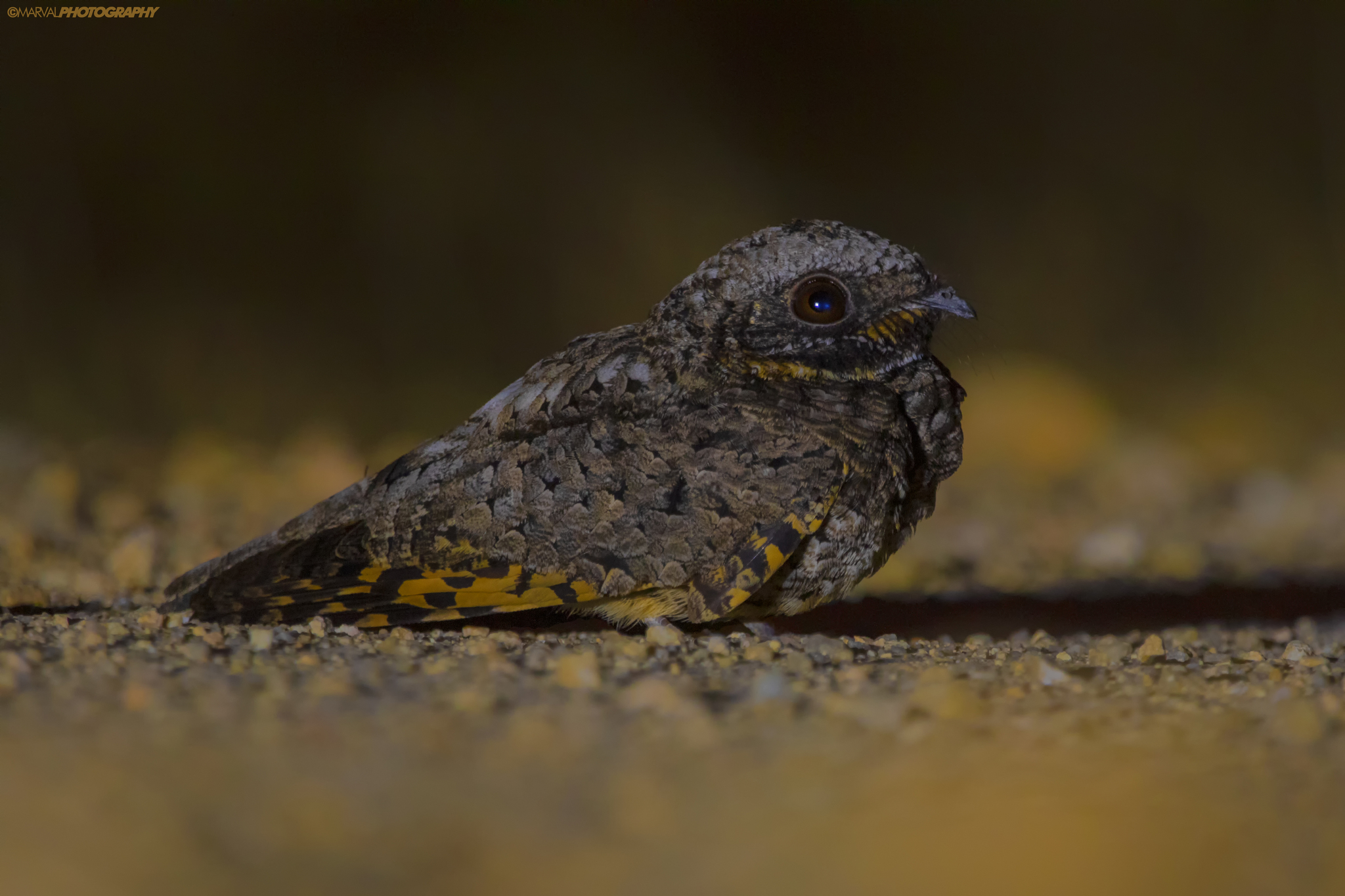 Common Poorwill illustration