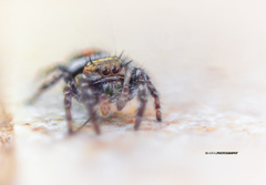 Phidippus phoenix