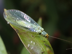 Chrysopa flaviceps