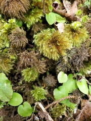Hypnodendron