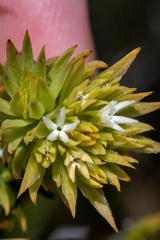 Thesium capitatum