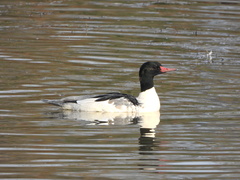 Mergus merganser americanus